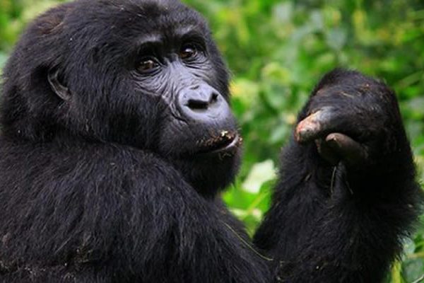 Mgahinga Gorilla Trek Gorilla Safaris in Uganda