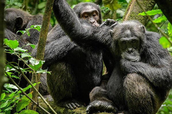 Chimpanzee tracking in Uganda Chimpanzee tracking in Uganda