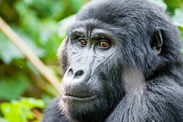 Gorillas Tours Gorillas Tours