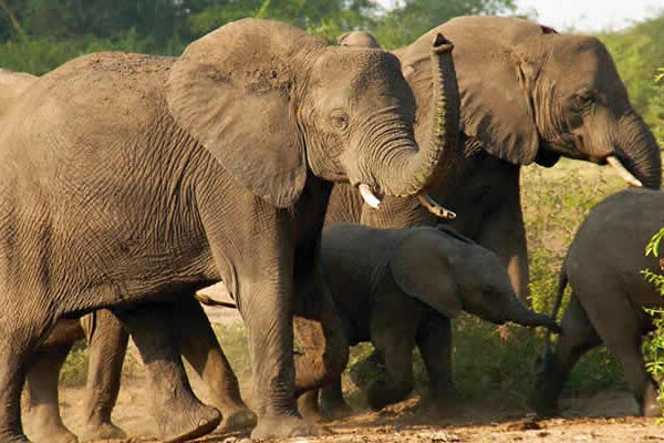 Willdife Safaris Uganda Willdife Safaris Uganda