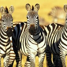 Uganda Safari Tours on Self Drive