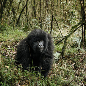 8 Days Classic Gorillas and Mountain Rwenzori Trek