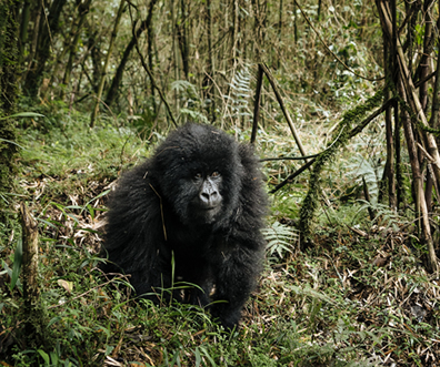 8 Days Classic Gorillas and Mountain Rwenzori Trek