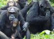 9 Days Primates and Wildlife Tour