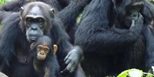 9 Days Primates and Wildlife Tour