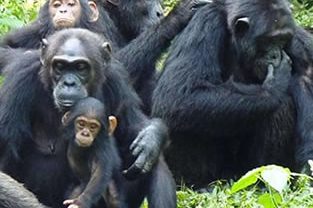 9 Days Primates and Wildlife Tour