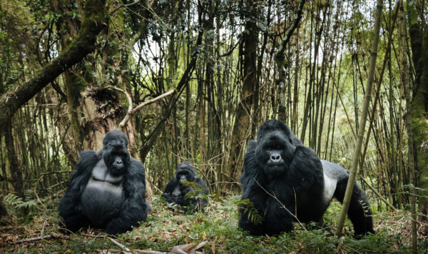 9 Days self drive Uganda primates and Wildlife Tour