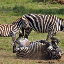 6 Days Self Drive Wildlife Tour in Kidepo