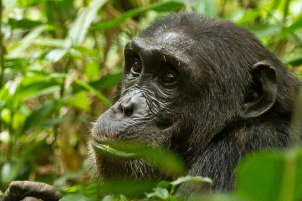 Kibale NP Chimpanzee chimpanzee