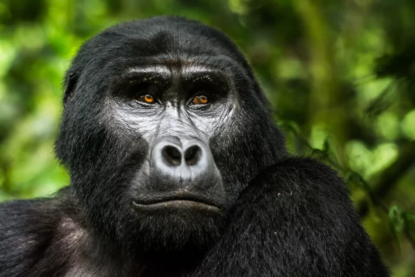 gorilla-trekking-uganda-portrait-scaled gorilla-trekking-uganda-portrait-scaled