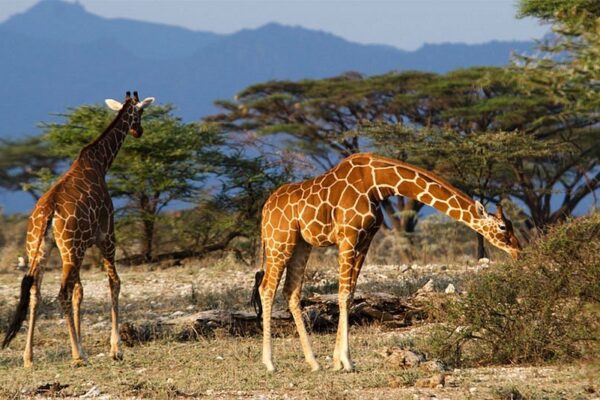 reticulated-giraffe reticulated-giraffe