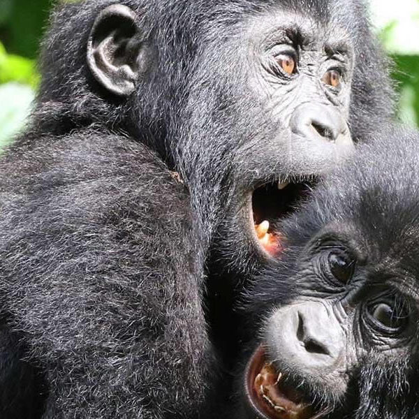 Gorilla Trekking