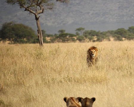 Kenya Wildlife Safari