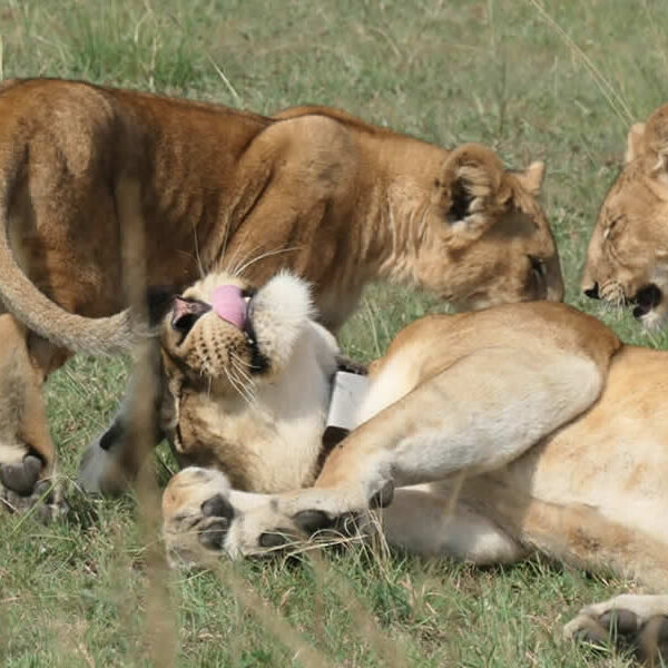 Wildlife Watching