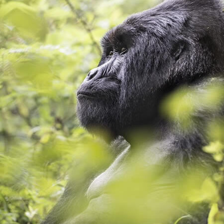 Mountain Gorillas