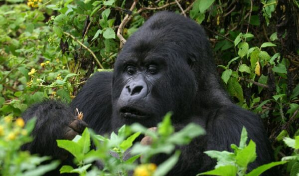 Mountain Gorillas