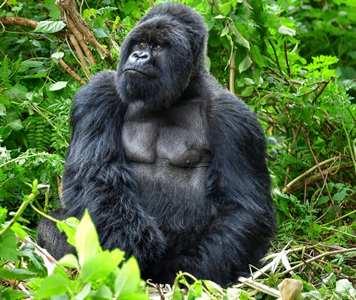 Gorilla Trekking Congo