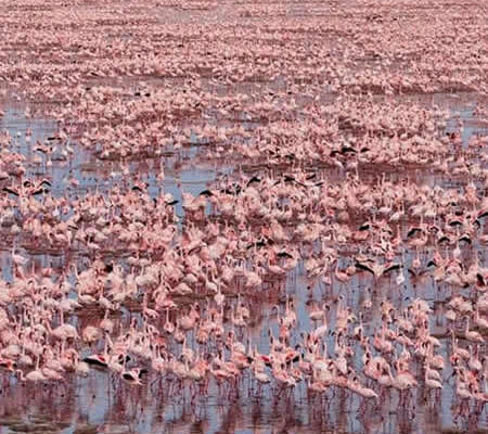 lake natron