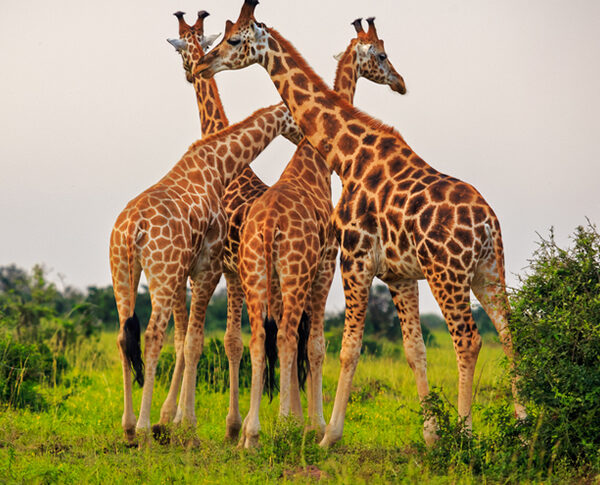 wildlife safari wildlife safari
